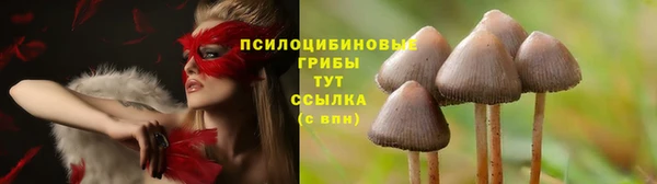 гашик Алексин